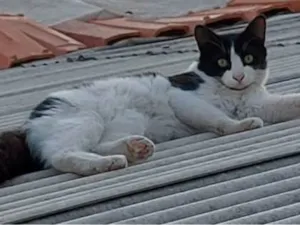 Gato raça SRD-ViraLata idade 7 a 11 meses nome Frajola2