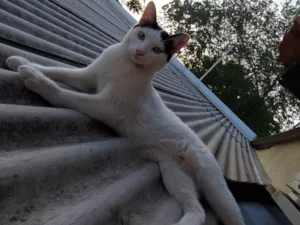 Gato raça SRD-ViraLata idade 7 a 11 meses nome f