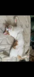 Pip