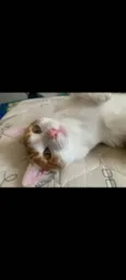 Pip