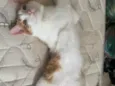 Pip