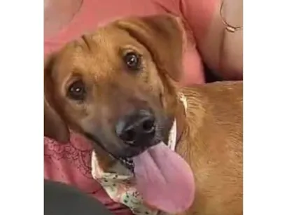Cachorro raça SRD-ViraLata idade 1 ano nome Mimo