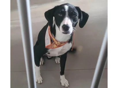 Cachorro raça SRD-ViraLata idade 2 anos nome Quinzé