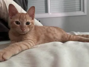 Gato raça SRD-ViraLata idade 2 a 6 meses nome Simba