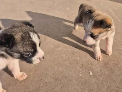 Cachorro raça SRD-ViraLata idade Abaixo de 2 meses nome Nina, Nena e Nemo