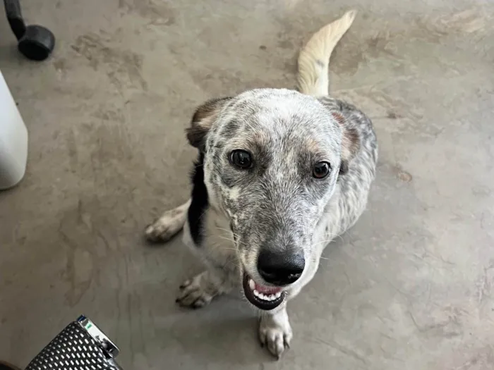 Cachorro ra a SRD-ViraLata idade 1 ano nome Sem nome, foi encontrada na rua