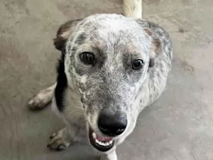 Cachorro raça SRD-ViraLata idade 1 ano nome Sem nome, foi encontrada na rua