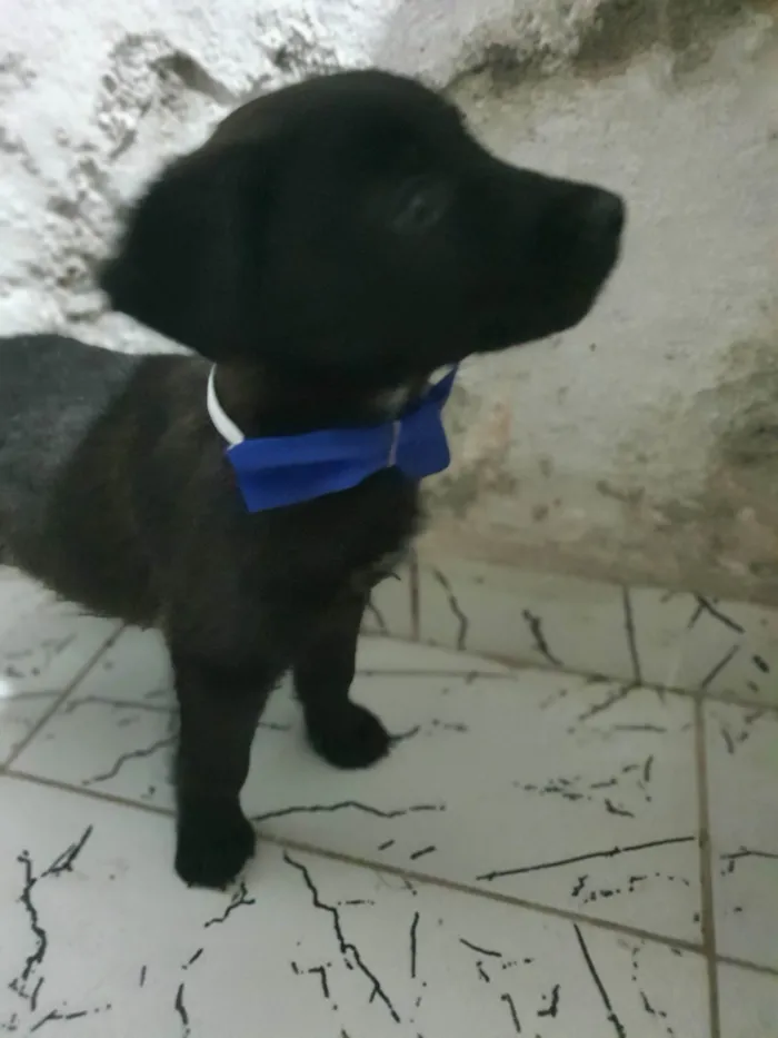 Cachorro ra a SRD-ViraLata idade Abaixo de 2 meses nome Negrinho