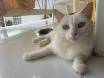 Gato raça Angorá idade 2 anos nome Não saberei informar