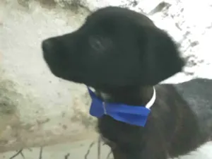 Cachorro raça SRD-ViraLata idade Abaixo de 2 meses nome Negrinho
