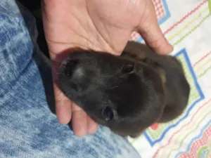 Cachorro raça SRD-ViraLata idade Abaixo de 2 meses nome Neguinha