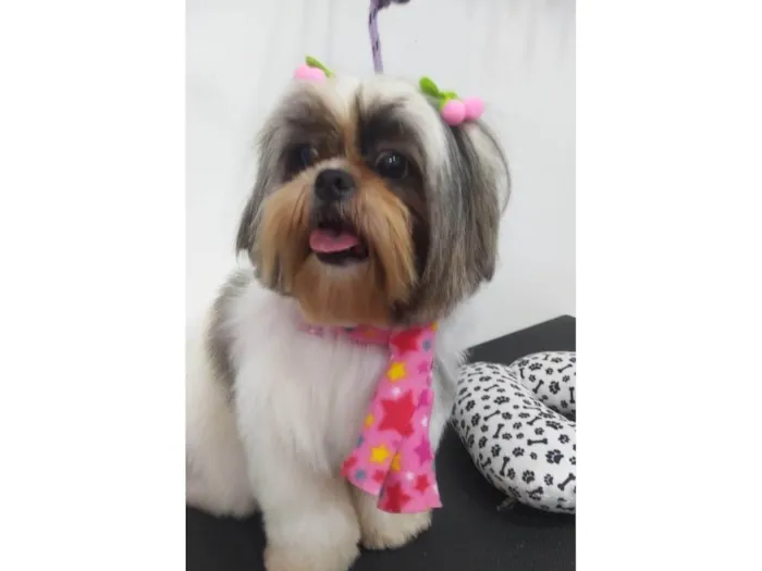 Cachorro ra a Shitzu idade 3 anos nome Minnie 