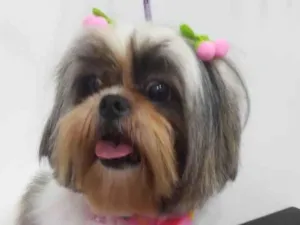 Cachorro raça Shitzu idade 3 anos nome Minnie 