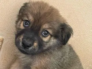 Cachorro raça SRD-ViraLata idade 2 a 6 meses nome Picolé 