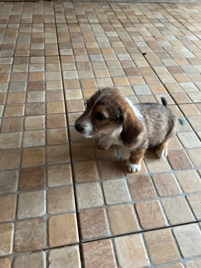 Cachorro ra a SRD-ViraLata idade 2 a 6 meses nome Belinha