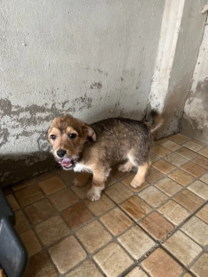 Cachorro ra a SRD-ViraLata idade 2 a 6 meses nome Max