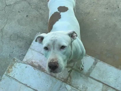 Cachorro raça Pit-Bull idade 3 anos nome Bella