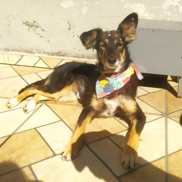 Cachorro ra a SRD-ViraLata idade 1 ano nome Cecília 