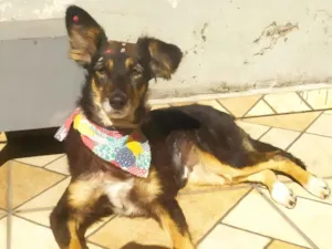 Cachorro raça SRD-ViraLata idade 1 ano nome Cecília 