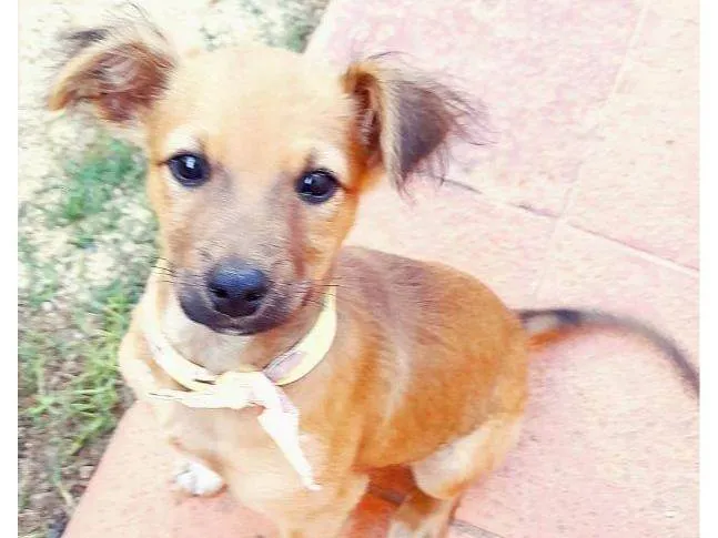 Cachorro ra a SRD-ViraLata idade 2 a 6 meses nome Aparecido 