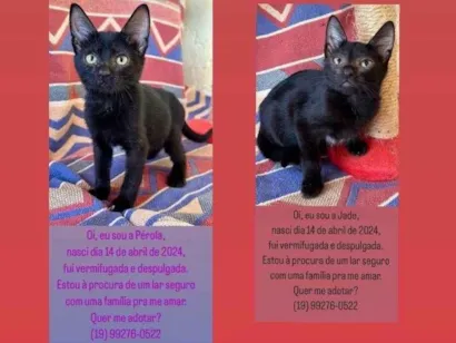 Gato raça SRD-ViraLata idade 2 a 6 meses nome Gatinhos