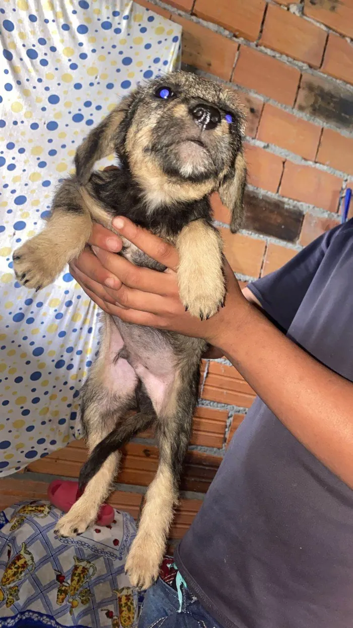 Cachorro ra a SRD-ViraLata idade Abaixo de 2 meses nome Filhotes Eliana