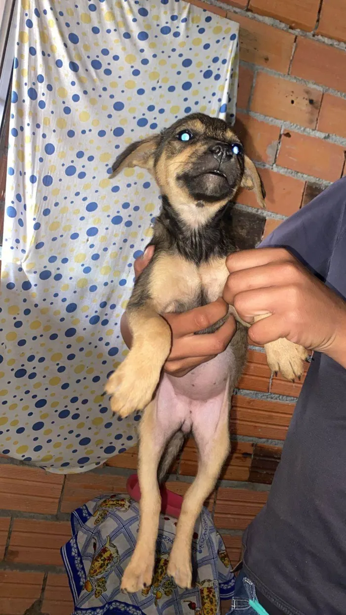 Cachorro ra a SRD-ViraLata idade Abaixo de 2 meses nome Filhotes Eliana