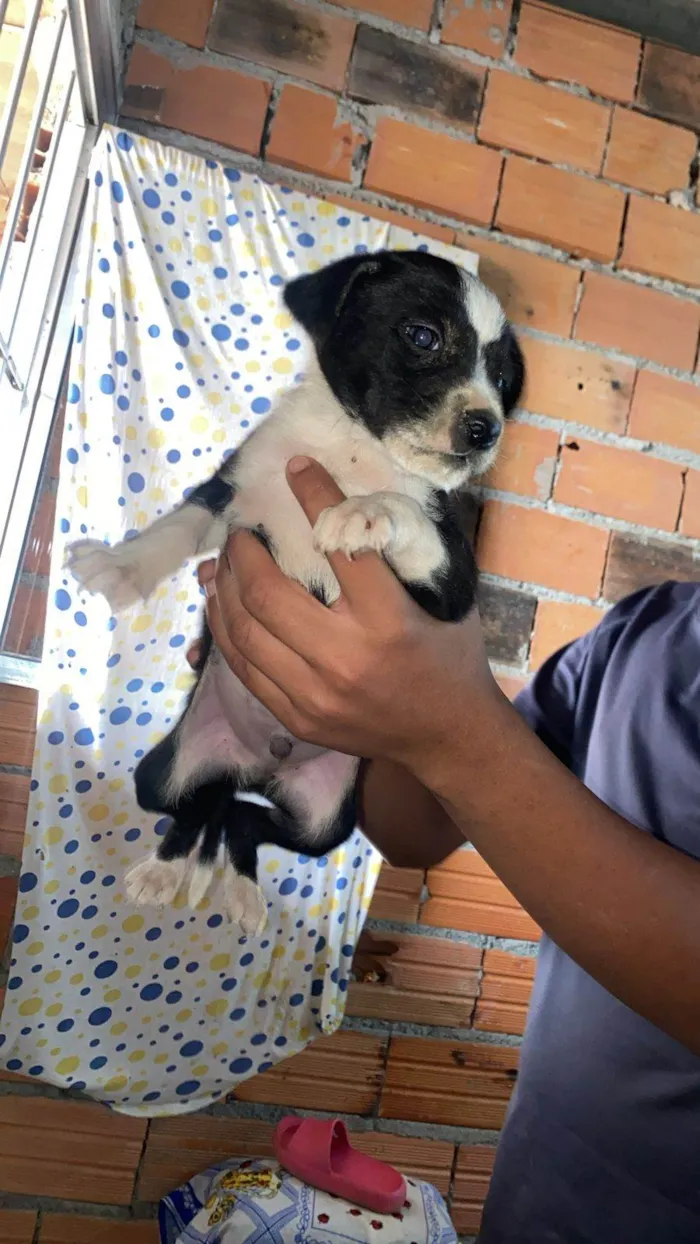 Cachorro ra a SRD-ViraLata idade Abaixo de 2 meses nome Filhotes Eliana