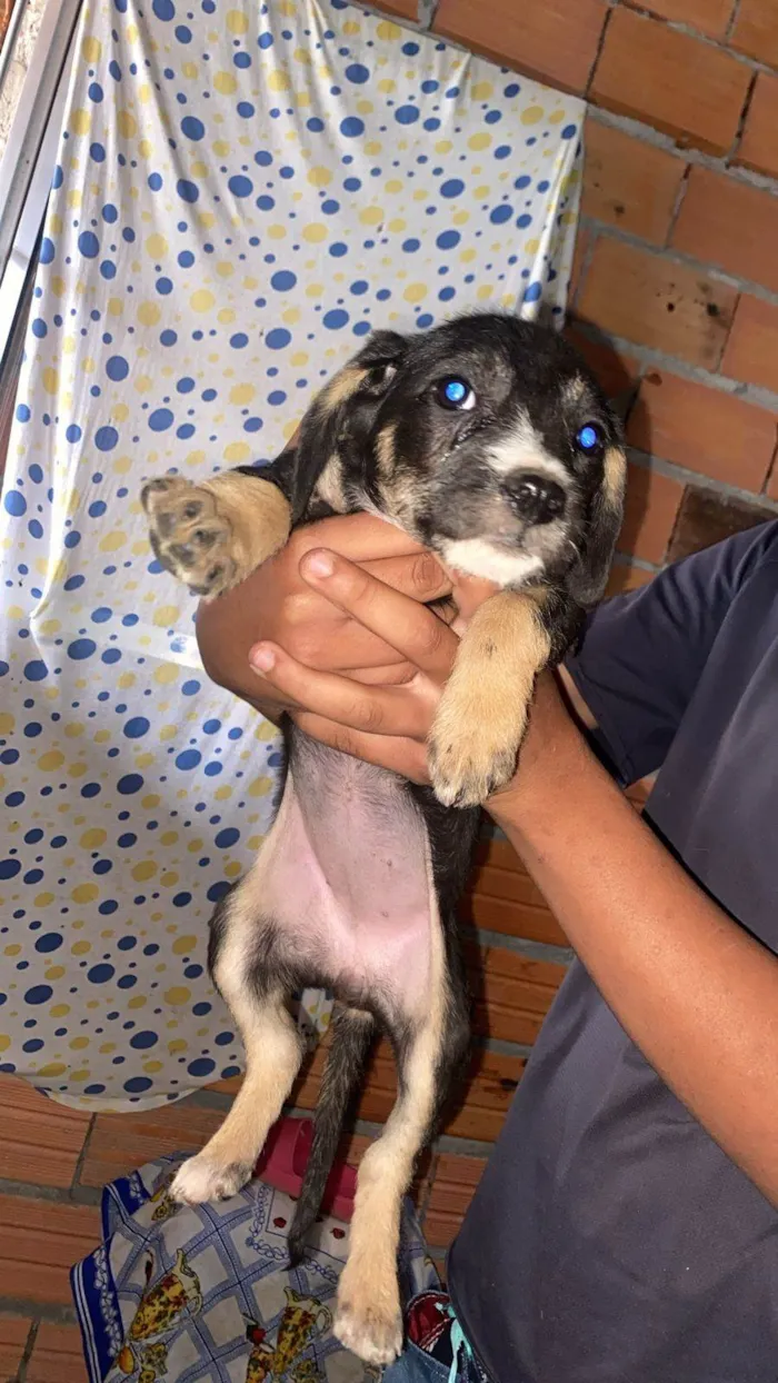 Cachorro ra a SRD-ViraLata idade Abaixo de 2 meses nome Filhotes Eliana