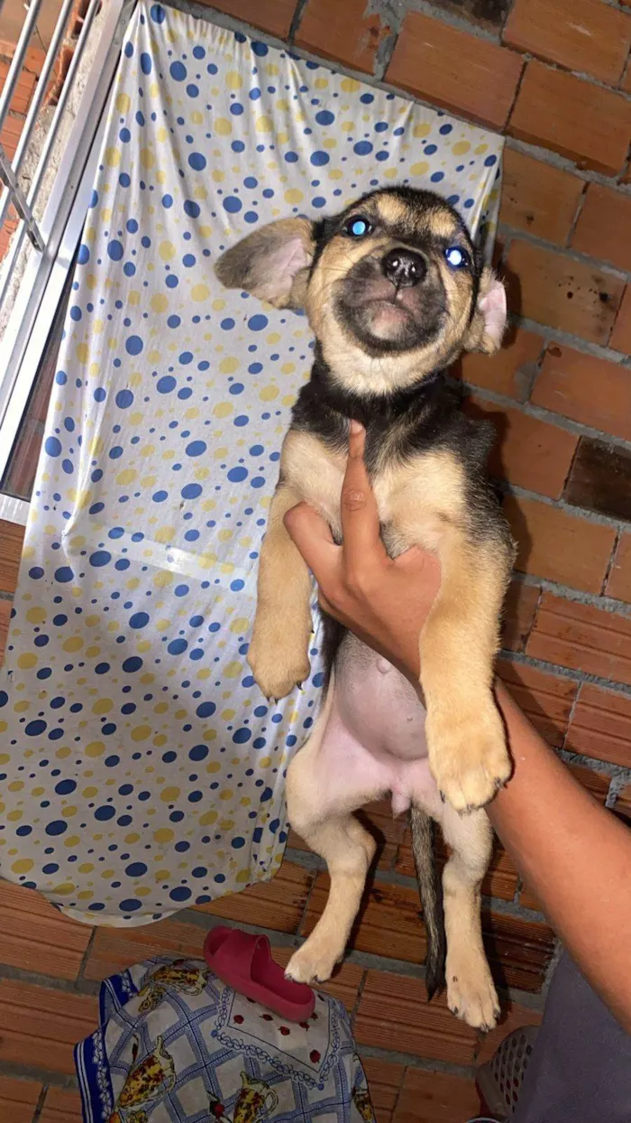 Cachorro ra a SRD-ViraLata idade Abaixo de 2 meses nome Filhotes Eliana