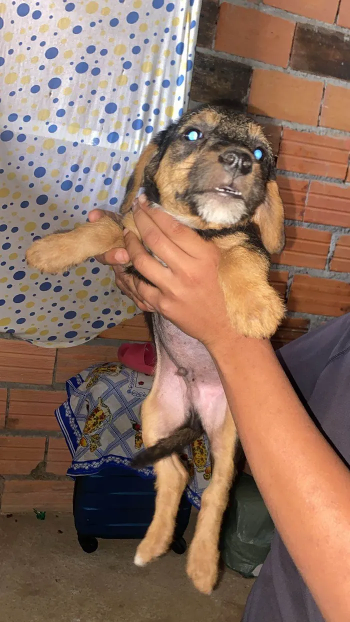 Cachorro ra a SRD-ViraLata idade Abaixo de 2 meses nome Filhotes Eliana