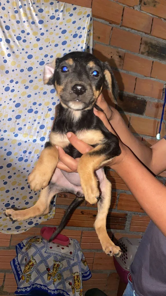 Cachorro ra a SRD-ViraLata idade Abaixo de 2 meses nome Filhotes Eliana