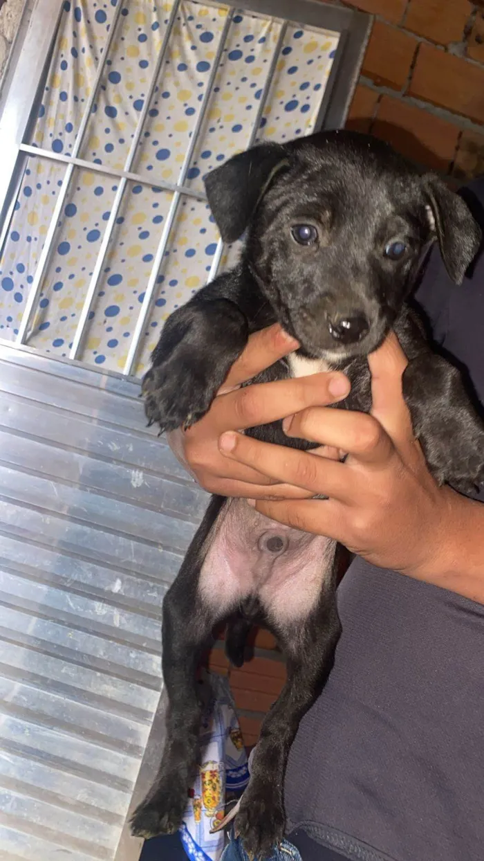 Cachorro ra a SRD-ViraLata idade Abaixo de 2 meses nome Filhotes Eliana