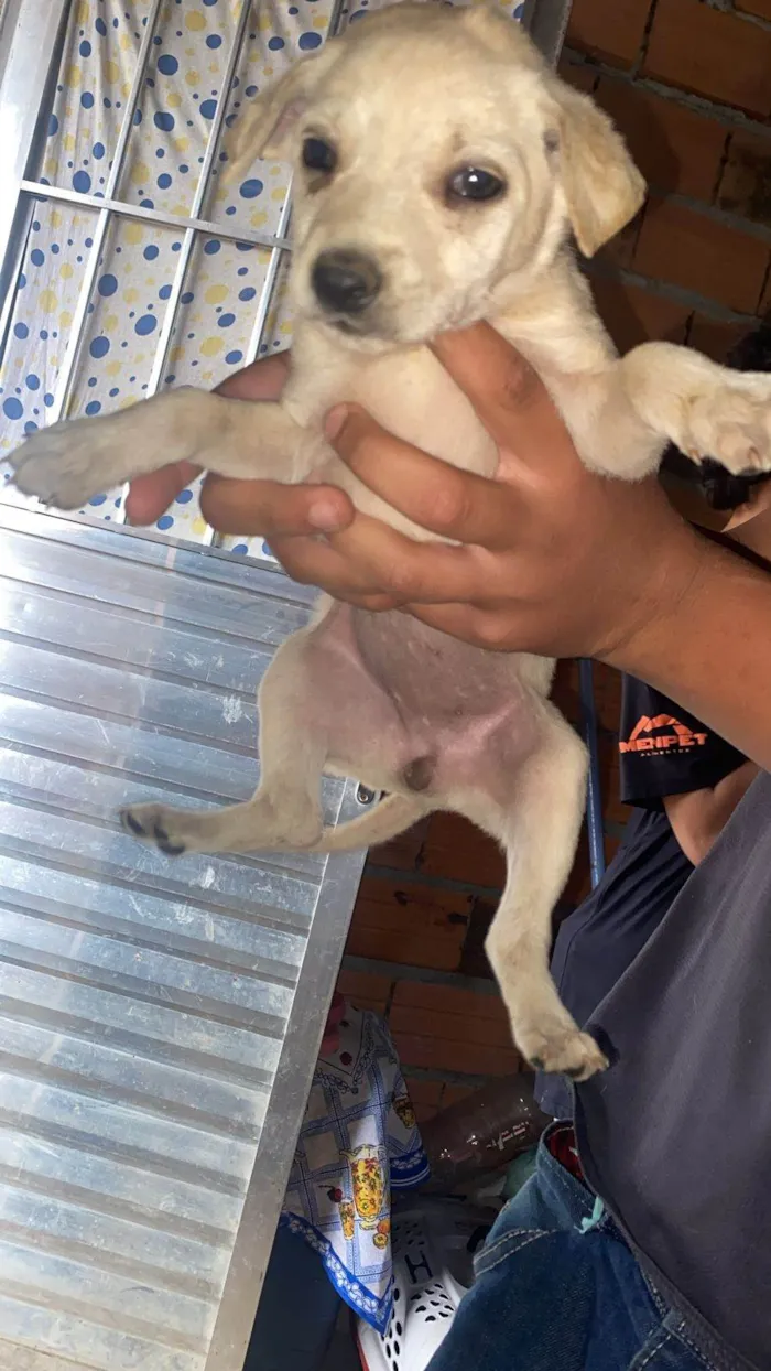 Cachorro ra a SRD-ViraLata idade Abaixo de 2 meses nome Filhotes Eliana