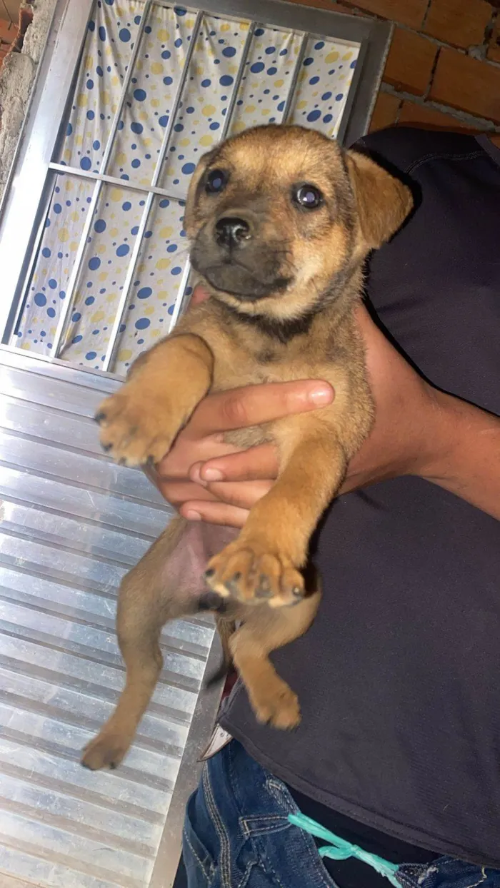 Cachorro ra a SRD-ViraLata idade Abaixo de 2 meses nome Filhotes Eliana