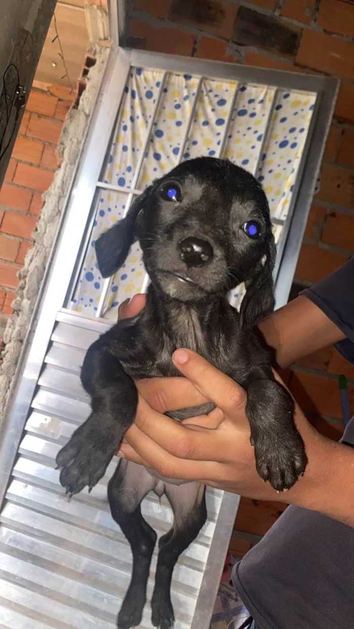 Cachorro ra a SRD-ViraLata idade Abaixo de 2 meses nome Filhotes Eliana