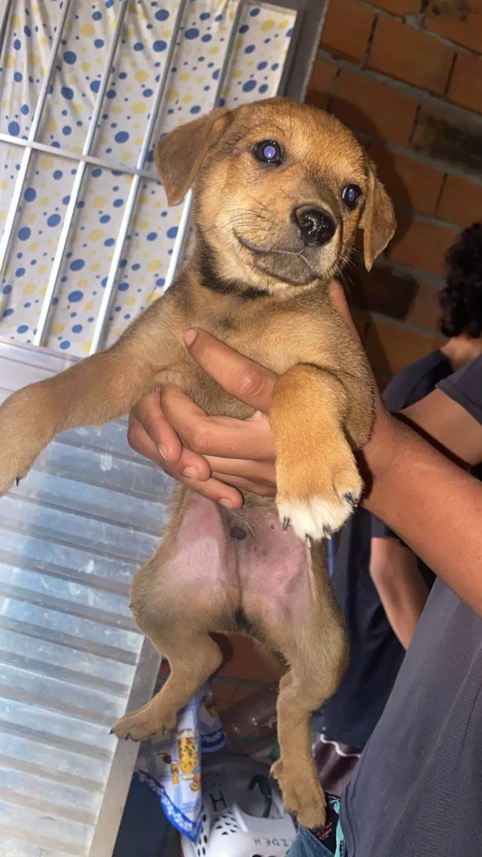 Cachorro ra a SRD-ViraLata idade Abaixo de 2 meses nome Filhotes Eliana