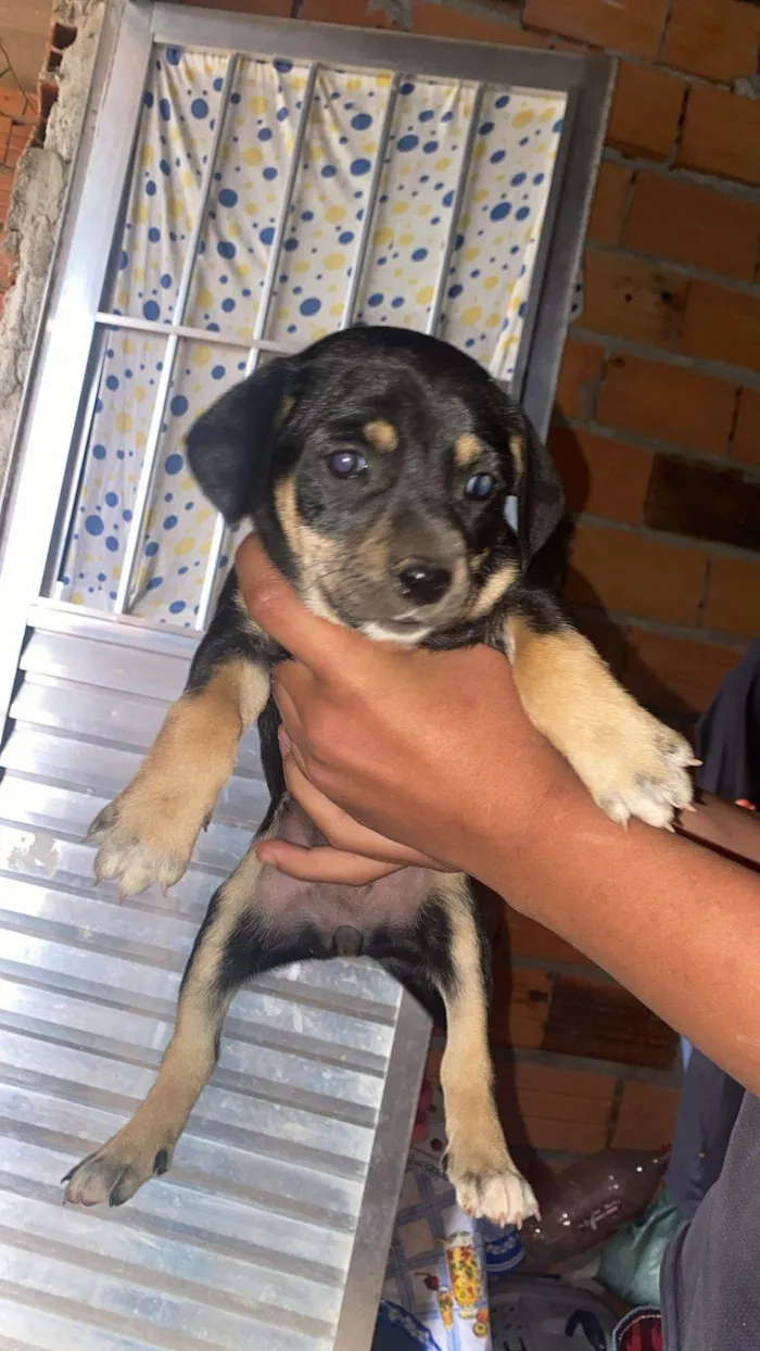 Cachorro ra a SRD-ViraLata idade Abaixo de 2 meses nome Filhotes Eliana