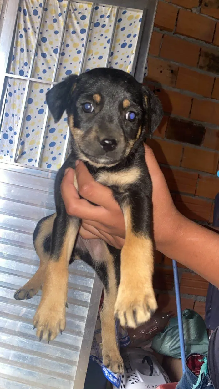 Cachorro ra a SRD-ViraLata idade Abaixo de 2 meses nome Filhotes Eliana