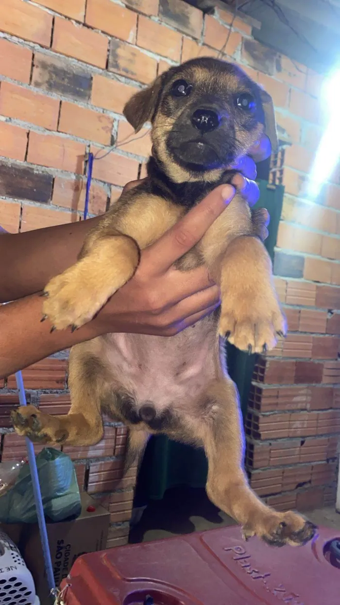 Cachorro ra a SRD-ViraLata idade Abaixo de 2 meses nome Filhotes Eliana