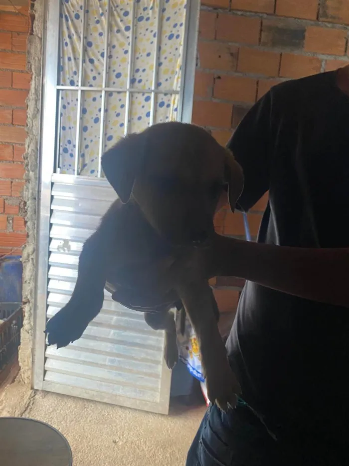 Cachorro ra a SRD-ViraLata idade Abaixo de 2 meses nome Filhotes Eliana