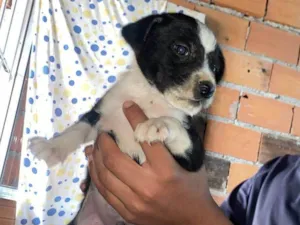 Cachorro raça SRD-ViraLata idade Abaixo de 2 meses nome Filhotes Eliana