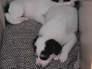 Cachorro raça SRD-ViraLata idade 1 ano nome Safira  e Zeus 