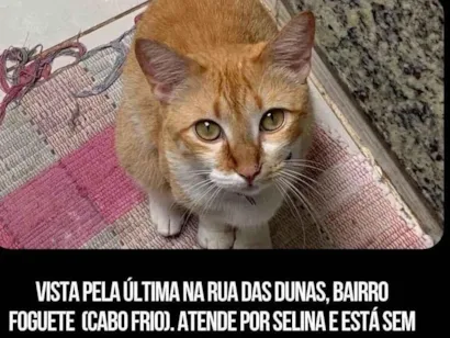 Gato raça SRD-ViraLata idade 3 anos nome Selina