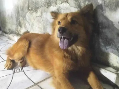 Cachorro raça Pastor Alemão idade 1 ano nome Não sei