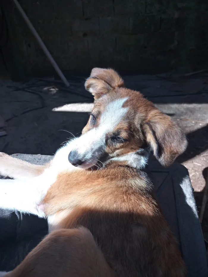 Cachorro ra a SRD-ViraLata idade Abaixo de 2 meses nome Susi