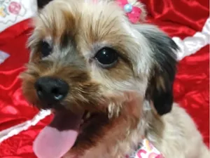 Cachorro raça Shitzu idade 1 ano nome Mag