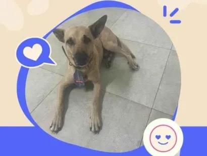 Cachorro raça SRD-ViraLata idade 2 anos nome Lipe