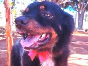 Cachorro raça SRD-ViraLata idade 2 anos nome Cacau 