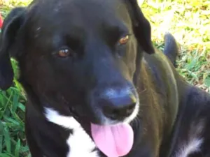 Cachorro raça Labrador idade 1 ano nome Max 